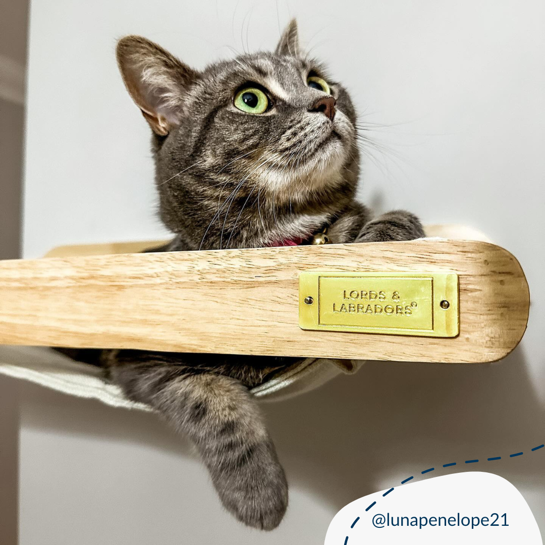 Malmo Hammock Wall Climber