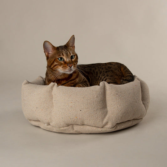 Beyond the Yawn: Decoding Your Cat's 16-Hour 'Beauty Sleep'